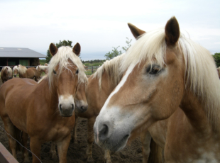 Unsere Haflinger, Pferde mit goldenen Herzen